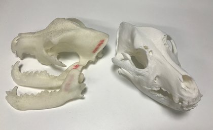 3D printed dog skulls built from computer tomography scans are a lightweight and tough teaching tool.